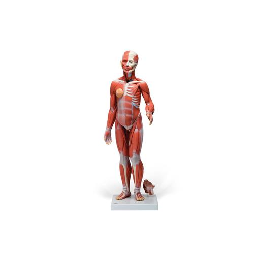 1/2 Life-Size Complete Human Dual Sex Muscle Model, 33 part - 3B